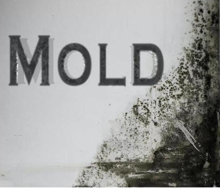 white wall with mold damage and the word "mold" on the side