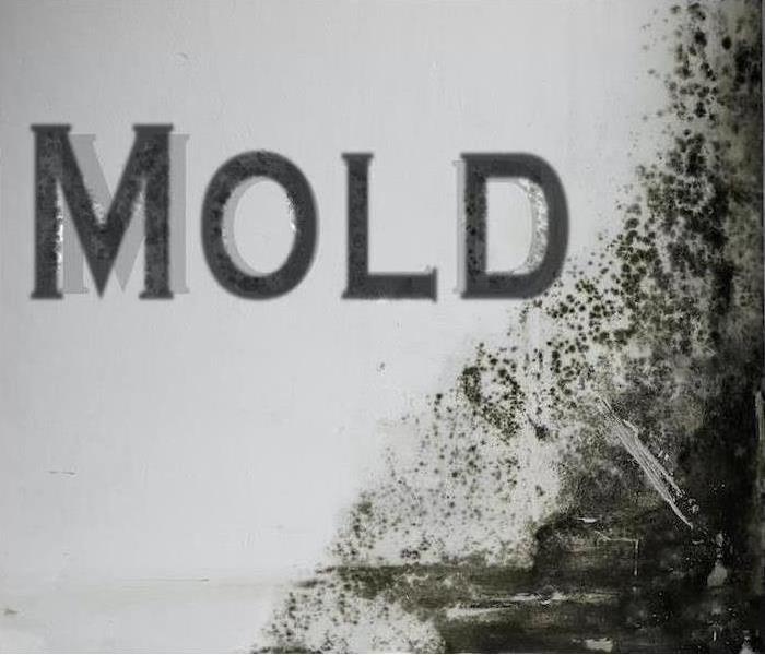 white wall with mold damage and the word "mold" on the side