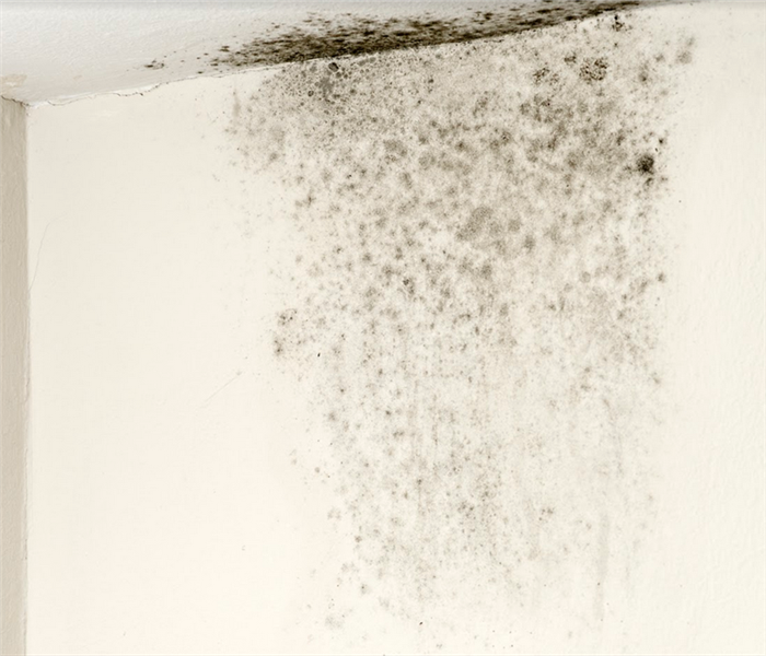 mold growing on the wall of a room