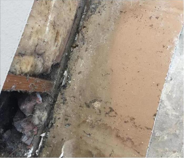 mold growth found behind drywall that has been removed